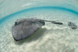 Stingray City....... again. by Andy Lerner 